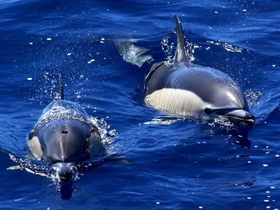 urlaub mit kindern whale watching gomera