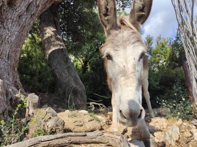 albanien sden wandern esel