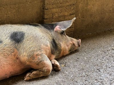 eigene schweine und andere tiere im bio bauernhof