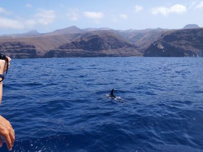 whale watching mit kindern gomera