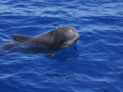 walbeobachtung kleine gruppe la gomera 