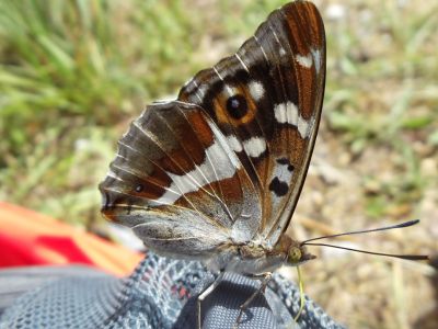 salzalpensteig schmetterling