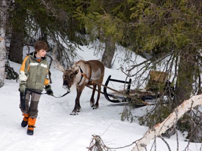 Schlittenfahrt mit Rentieren in Schweden.