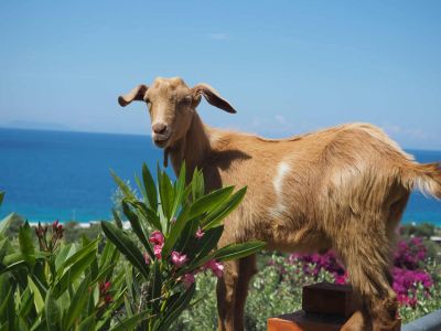 albanien wandern authentisch ziege