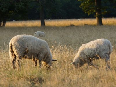 familienurlaub mit schafen und anderen tieren