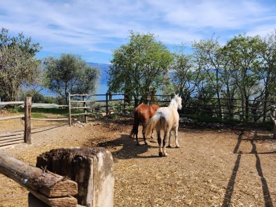 gardasee scuderia reiterhof pferde montecaplone