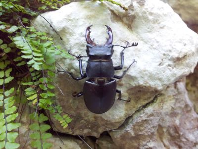 Aktivurlaub mit Kindern in Slowenien Kobarid Nationalpark Triglav