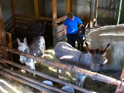 eselstall pflege morgenritual bayerischer wald