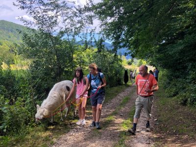 Lama Hof mit Fhrung Pommelsbrunn Franken