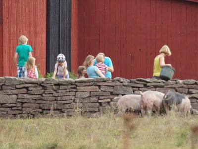 schweine fuettern bauernhof familienurlaub