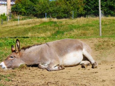 entspannter esel chillen im urlaub wandern