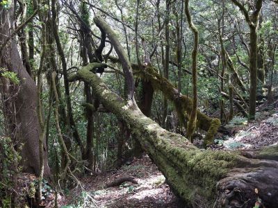 whale watching gomera nebelwald garajonay