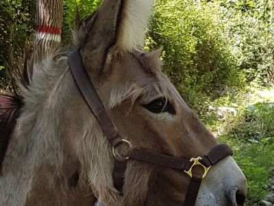 eselwandern toskana val di cecina