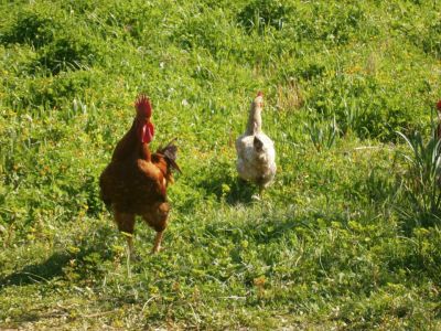 Bio-Bauernhof Agrotourismus Korfu Vraganiotika - Hhner 