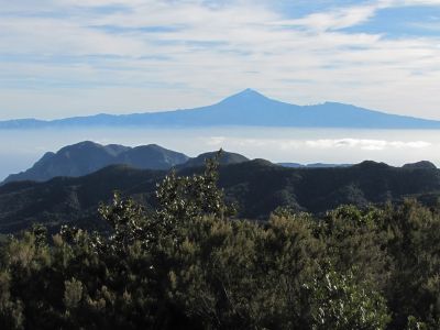 whale watching inselausflug gomera 