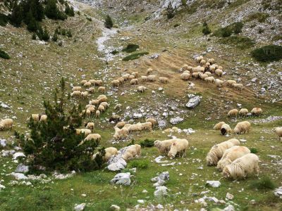 schafe alm bjelasica gebirge 