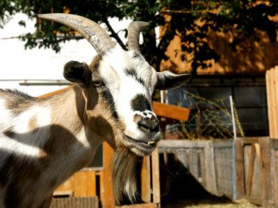 tiere aktivurlaub steichelzoo naturnaher urlaub