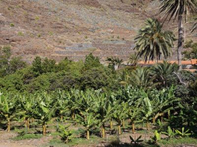 finca el cabrito bananenplantage