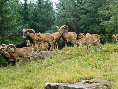 wildgehege in tirol inntal