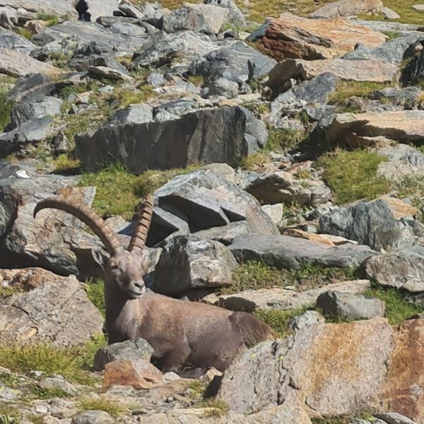 Bergwandern ohne Gepck im Valle del Lys - Aostatal