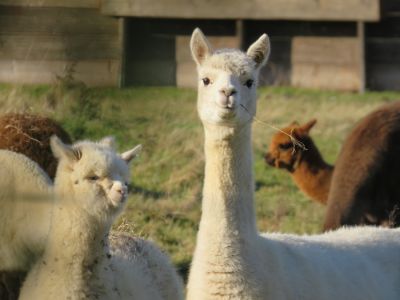 Aktiv mit Familien in der Hersbrucker Schweiz mit Lamas