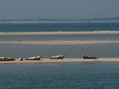 segelreise mit kindern ijsselmeer robben
