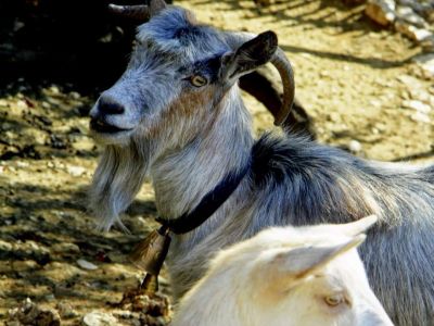 Sdalbanien Tiere Ziegen Wanderurlaub