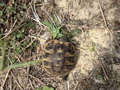 kleine Schildkrte auf Wanderweg