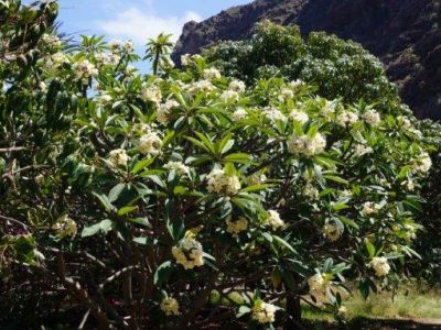 finca el cabrito frangipani baum natur