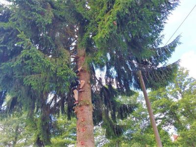 klettern baum bayerischer wald campingurlaub familien