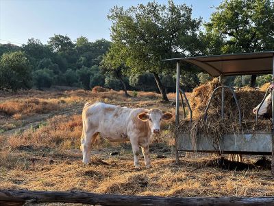 bio bauernhof im cilento