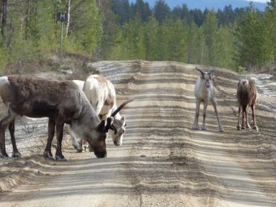 rentiere-wildnis-safari
