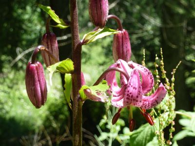 Trkenbundlilien im Wanderurlaub im PIemont