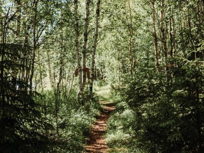 schmaler-waldweg-natur