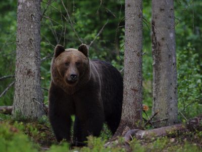 bren im baltikum wanderurlaub familienurlaub