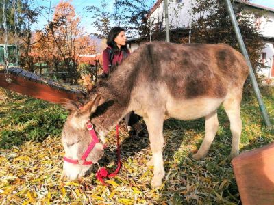 Wandern mit eseln deutschland familienurlaub