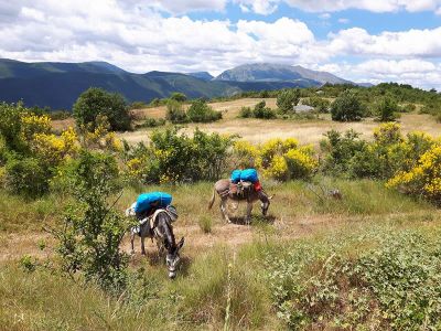 Eselwandern Abruzzen Esel auf Ginsterwise