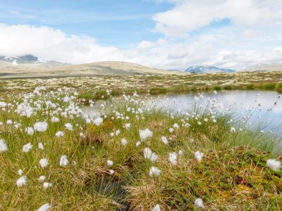 Natururlaub mit Kindern in Norwegen - Wollgras