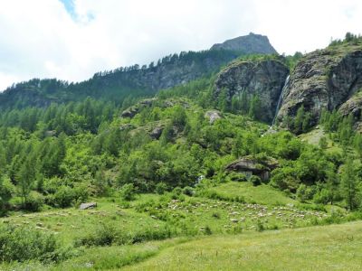 Schafherde whrend der Wanderung in den italienschen Alpen