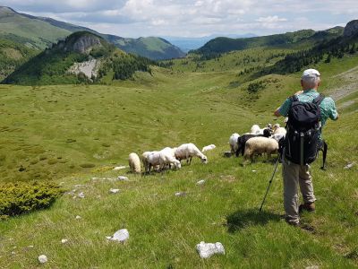 schafe montenegro alm wanderung berge