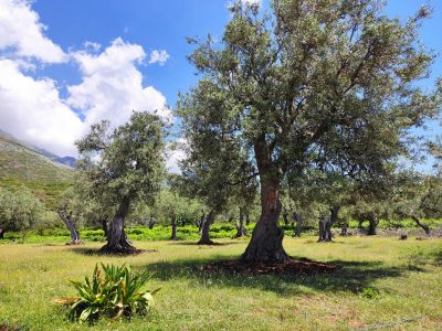 balkan albanien trekking reise individuell olivenbume