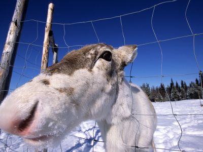 Urlaub im Wildnisdorf in Schweden.