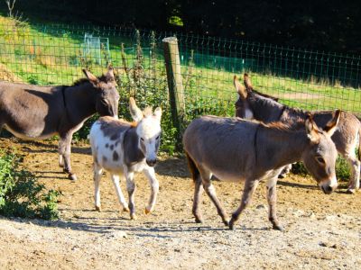 esel mutter mit kind eselherde bayerischer wald