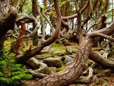 naturschutzgebiet trollskogen naturnah unterwegs im urlaub