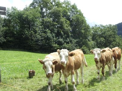 salzalpensteig wandern alm kuehe