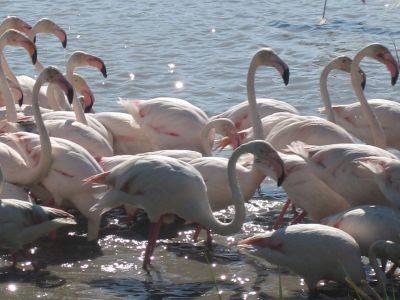 Natururlaub Suedfrankreich Camargue