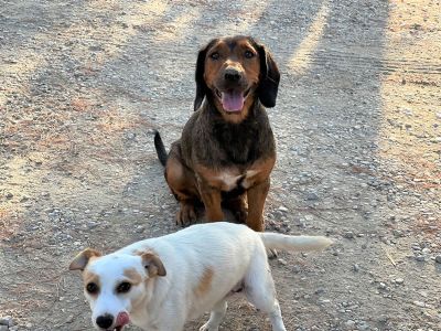 glueckliche hunde im bio agriturismo