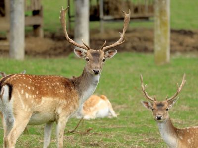 aktivurlaub tirol kinder wildgehege dammhirsch