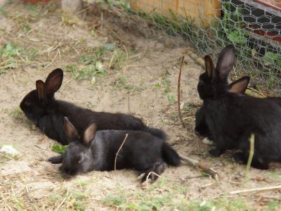 tiernaher urlaub in schweden fuer naturliebhaber und individualisten