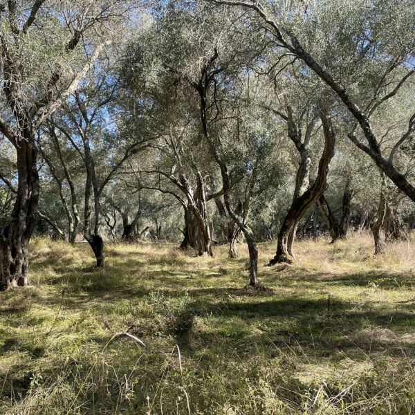 Wanderurlaub auf Korfu ohne Gepck: Der Korfu-Trail